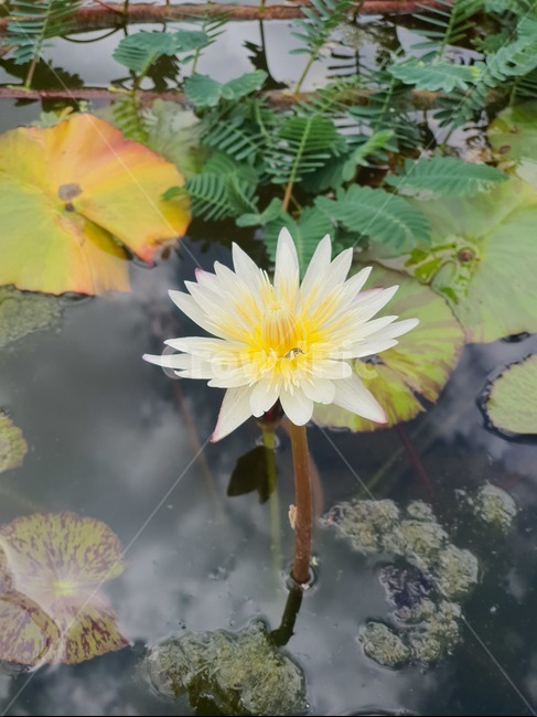 꽃,flower,식물,plant,자연,식물,자연,plants,nature,꽃,flower