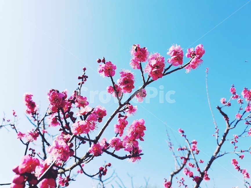 봄,매화,매화꽃,꽃,봄꽃,식물,풍경,자연,sping,계절,flower,natural,season,plante