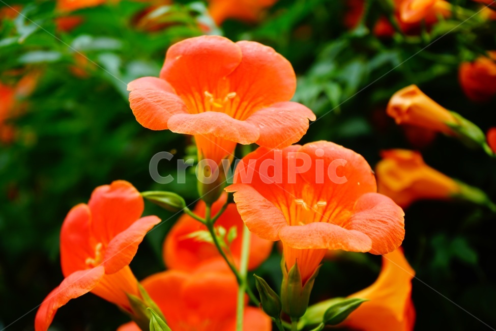 능소화,꽃,flower,식물,자연,계절,여름,summer,감성,감성사진