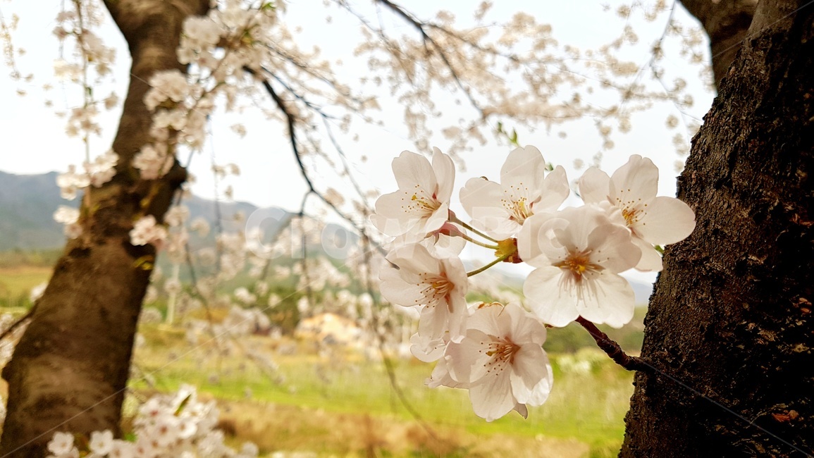 plant,식물,cherryblossom,벚꽃,자연,식물,자연,plants,nature,꽃,flower