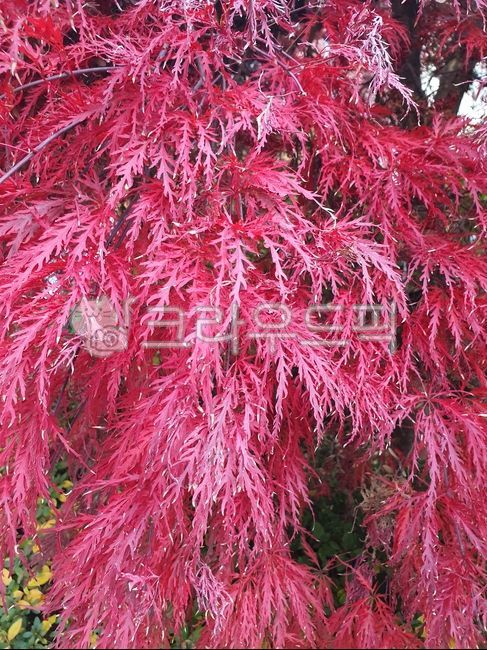 pink,weeping maple leaves,peacock maple tree,color,Color,peacock maple,maple leaf,Red,autumn tree,fallen leaves,three rows of maple leaves,Maple tree,maple,autumn leaves,autumn,red peacock maple,Maple