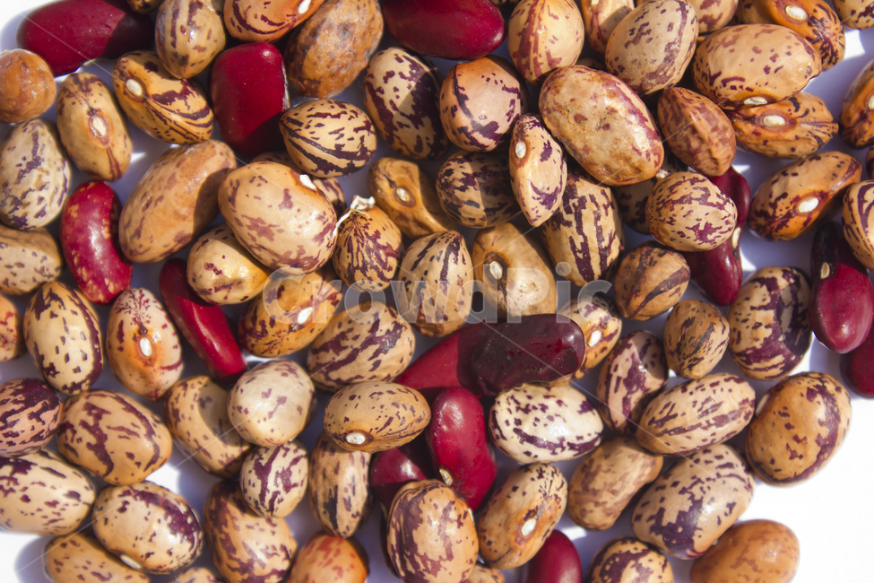 cranberrybean,콩,호랑이콩,호랑이강낭콩,얼룩,무늬,식재료,vegetable,갈색,브라운,빨강,레드,붉은색,곡류,곡식,음식,흰배경,탑,탑뷰,탑앵글,모아놓은,모으기,농작물,음식재료,콩류,모아둔,자연,식물,열매,많은,다수
