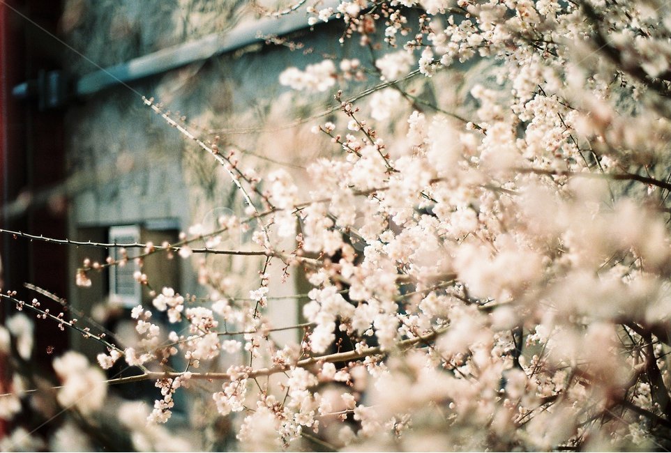 꽃,감성사진,아날로그,필름사진,풍경,자연,봄,계절,spring,season,식물,자연,plants,nature,꽃,flower,감성,sensible,feeling,plant,blossom