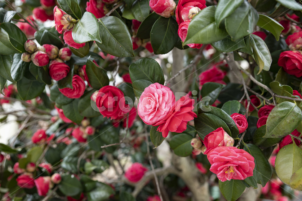 동백,꽃,동백꽃,핑크,겨울꽃,plant,식물,rose,장미,blossom,flower