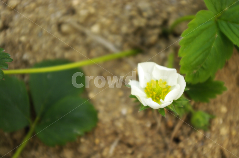 식물,plant,자연,nature,꽃,flower,봄,spring,계절,식물,자연,plants,nature,꽃,flower