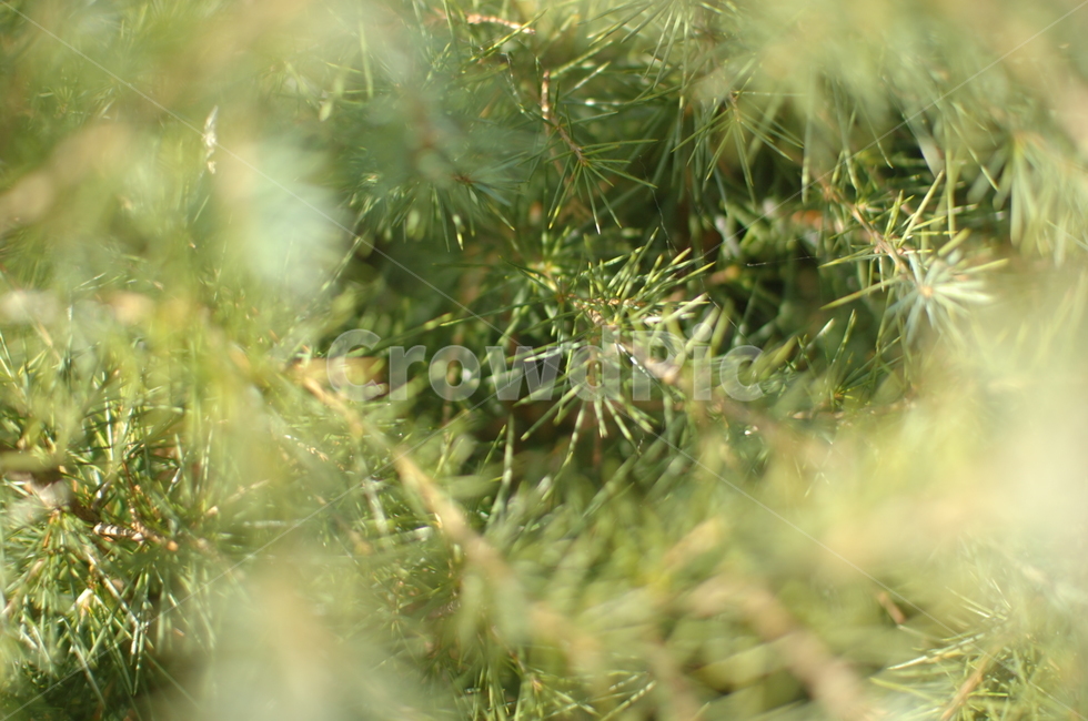 허브,피톤치드,green,plant,식물,관목식물,프렉털,나무,trees,wood