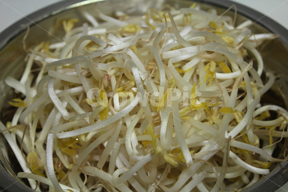 숙주,숙주나물,야채,채소,식재료,음식,요리,손질,음식,식재료,요리,food,cook,meal,dishes,food reserves,채소,야채,vegetables