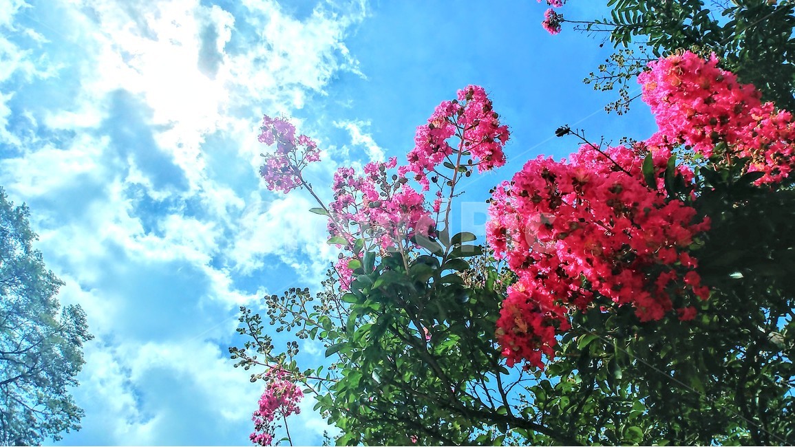 꽃,풍경,구름,하늘,자연,배경,식물,자연,plants,nature,꽃,flower