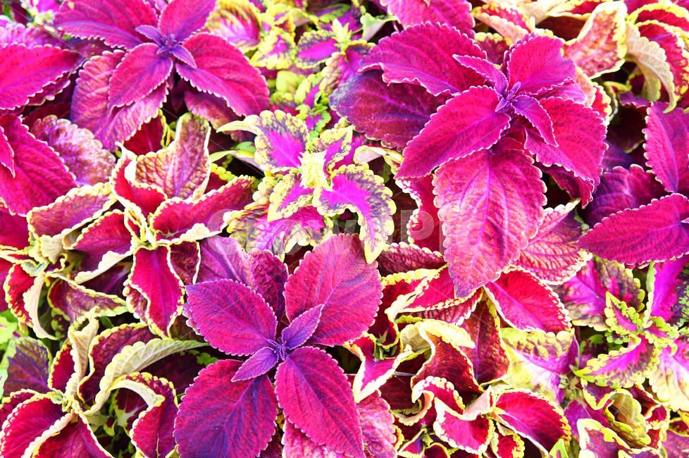 콜레우스,coleus,식물,꽃,화려함