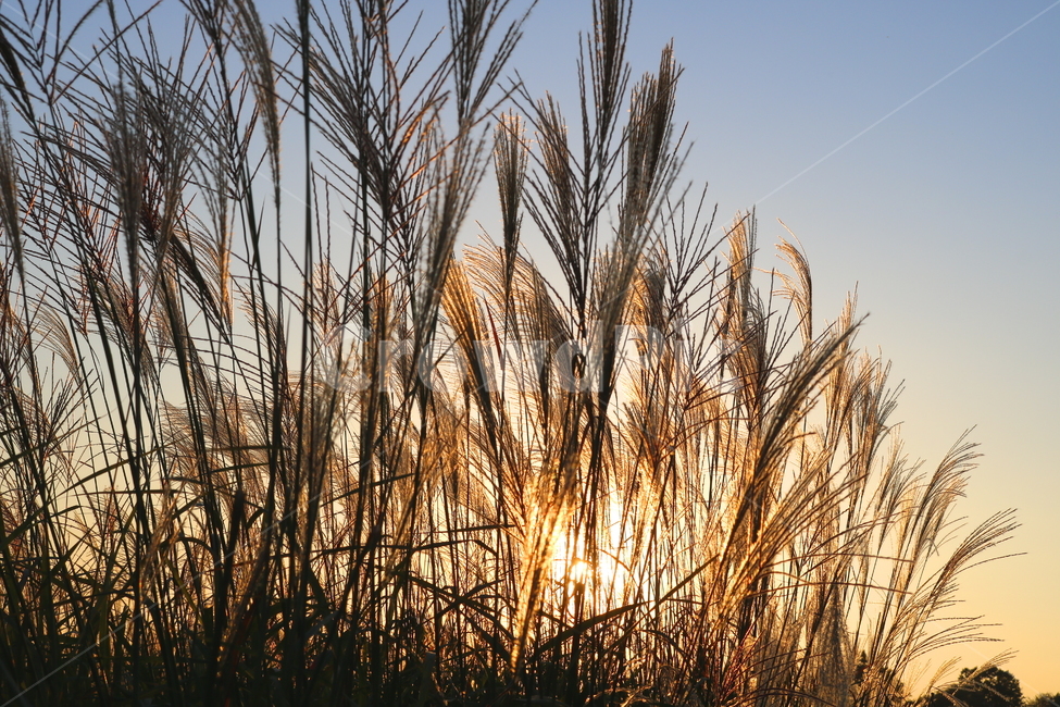 억새,억새풀,식물,자연,가을,벼과,태양,노을,석양,가을,계절,fall,autumn,season,grass,잔디,plant