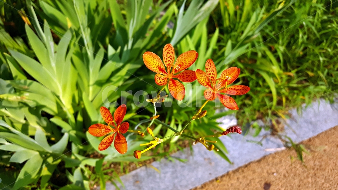 범부채,식물,꽃,여름,햇빛,자연