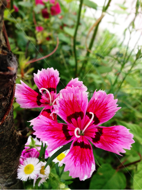 패랭이꽃,식물,꽃,들꽃,야생화,분홍꽃,자연,식물,자연,plants,nature,꽃,flower