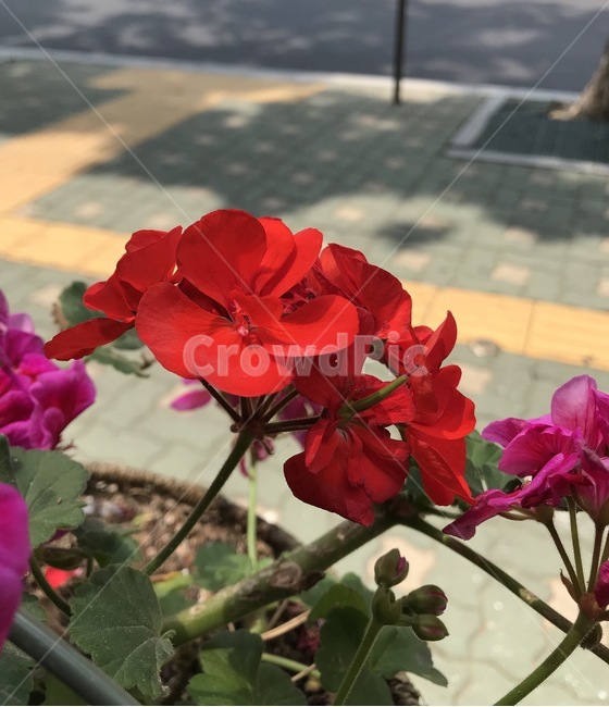 flower,플라워,꽃,자연,식물,식물,자연,plants,nature,꽃,flower
