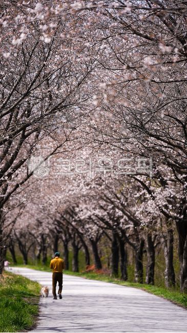 Cherry blossoms,Jeonju cherry blossoms,Wanju cherry blossoms,Mangyeonggang cherry blossoms,Mangyeonggang,cherry blossom road,places to see in Jeonju