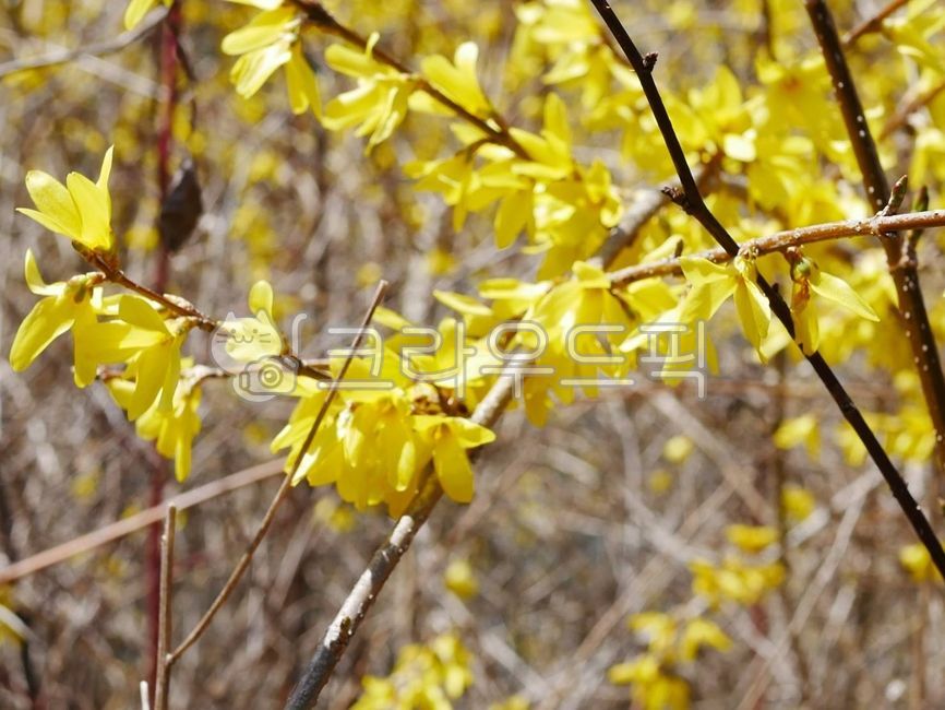 plant,식물,개나리,개나리꽃,꽃,봄