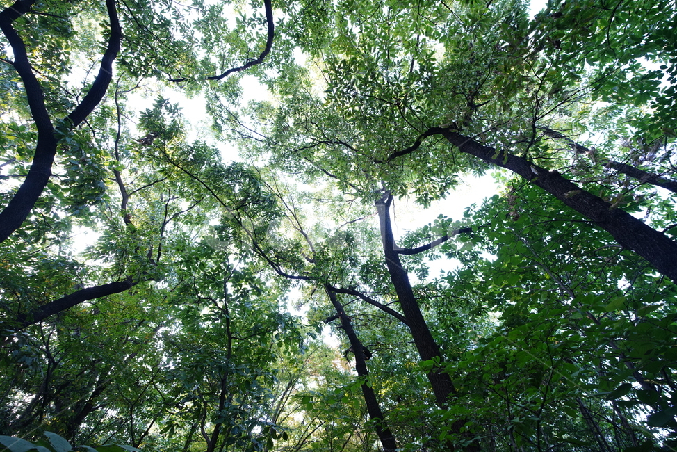 잎,초록,생물,생명,자연,green,나무,초목,plant,식물,tree,nature,옥외,outdoors,식물,자연,plants,nature