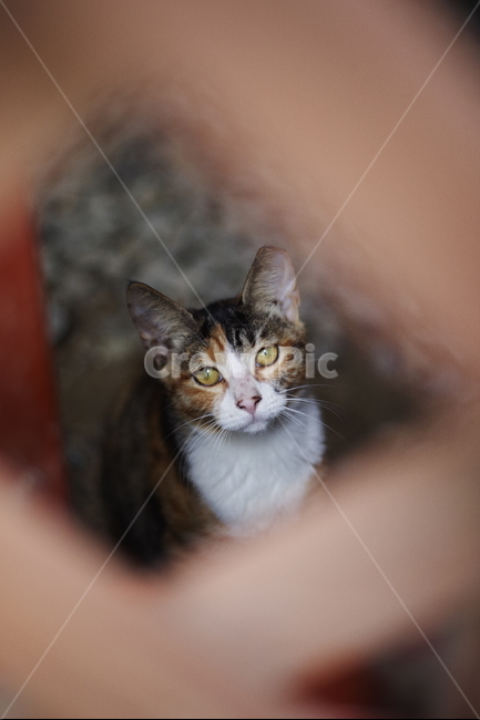 고양이,길고양이,동물,길냥이,애완동물,생명,자연,미묘,야생동물,cat,kitty,kitten,cute,lovely,adorable,pet,animal,streetcat,straycat,wildcat,wild,동물,animal,포유류,mammal,고양이,cat,kitten,kitty