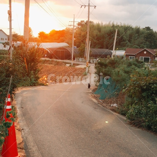 asphalt,아스팔트,도로,cat,고양이,길,시골,마을,풍경,landscape,country,rural,town