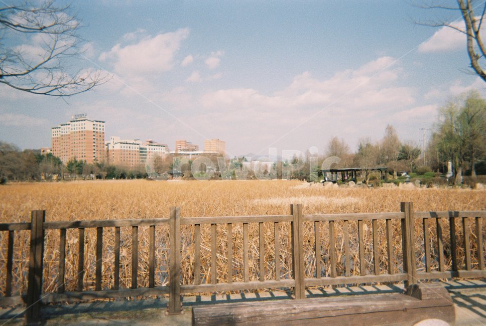 연못,공원,덕진공원,전경,난간,연밭,근린공원