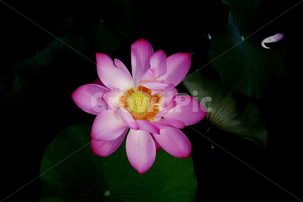 연꽃,보라색,핑크색,꽃,연못,식물,자연,plants,nature,꽃,flower