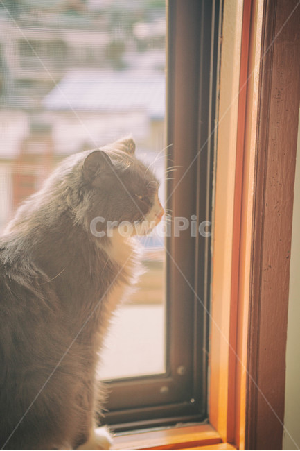고양이,cat,반려묘,동물,animal,반려동물,가을,햇빛,햇살,유기동물,입양,fall,autumn,sun,sunlight,창가,동물,animal,포유류,mammal,고양이,cat,kitten,kitty,감성,sensible,feeling,휴식,힐링,rest,relaxation,healing