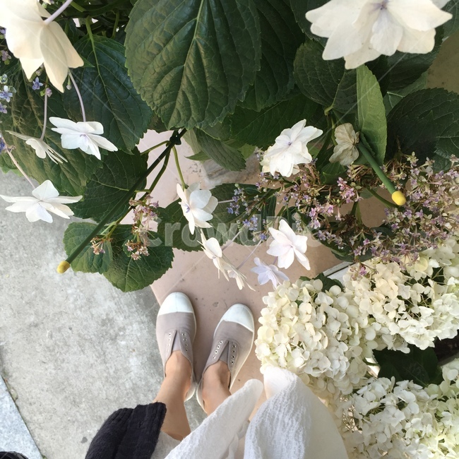 봄,수국,하얀꽃,식물,편안함,flower,white,spring