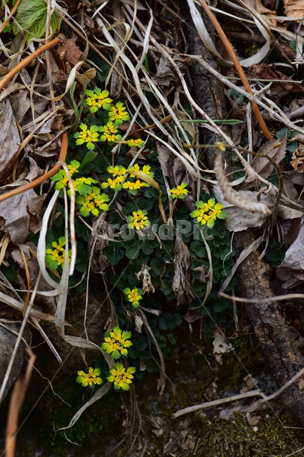 금괭이눈,야생화,봄,꽃,풀꽃,자연,식물,식생,plants,nature,spring,season,flower