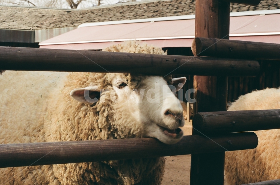 양,동물원,어른양,양털,필름카메라,동물,animal,포유류,mammal