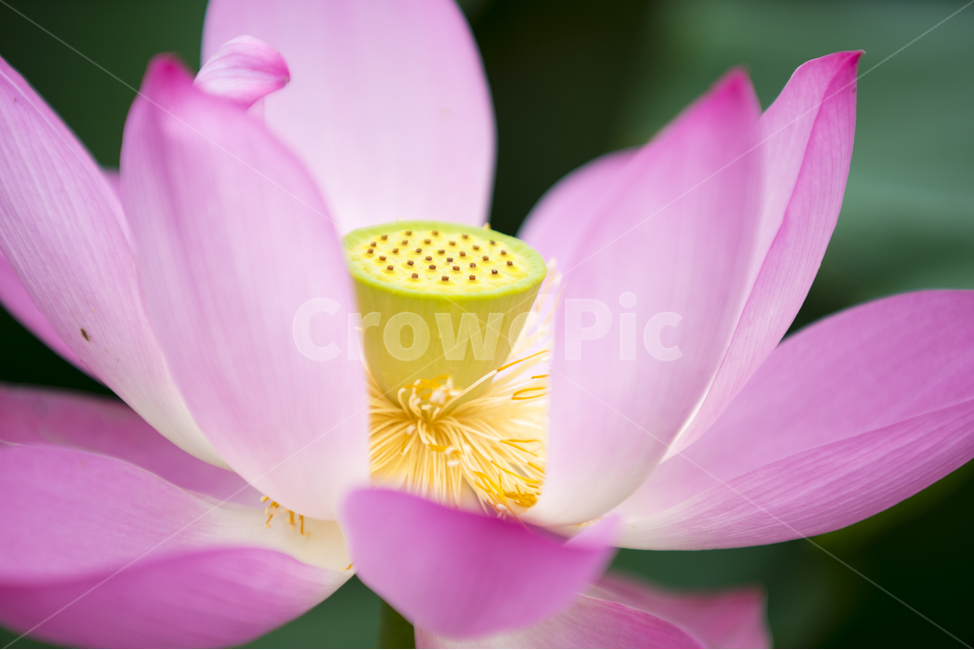 연꽃,여름,매크로,lotus,연꽃잎,식물,자연,plants,nature,꽃,flower