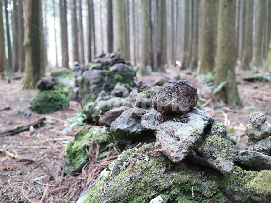 제주도,제주,사려니숲길,숲,숲길,돌탑,나무,jeju,forest,stupa,stone,rock,tree,sunshine