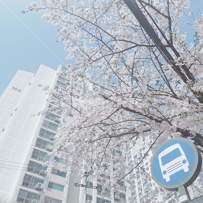 벚꽃,꽃,봄,spring,벚나무