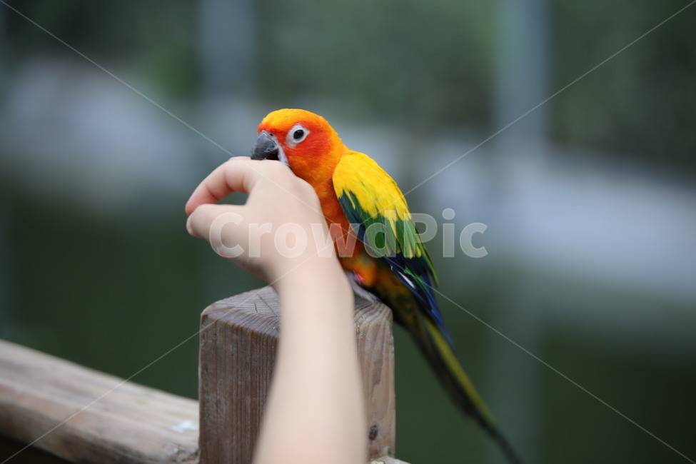 새,앵무새,깃털,부리,흉내내기,발톱,조류,알,둥지,parrot,동물,animal,조류,새,birds