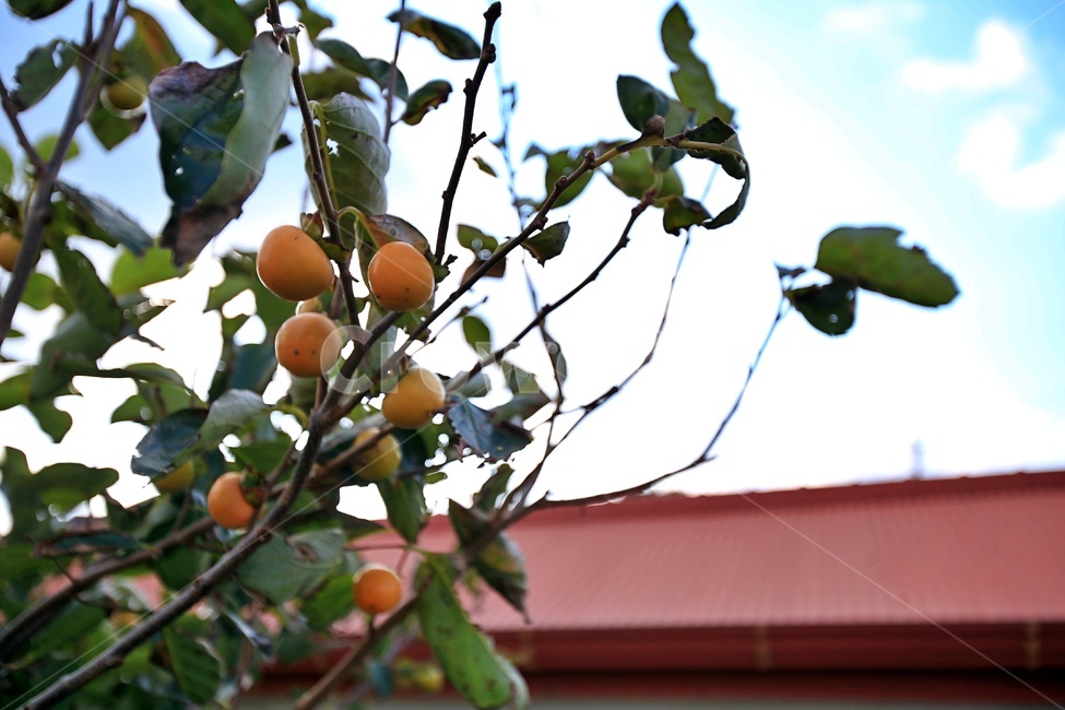 식물,food,과일,fruit,plant,감나무,가을,과일,열매,fruit