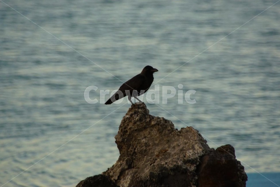 바다,파도,새,바위,푸른바다,바닷가,시원,동물,animal,조류,새,birds