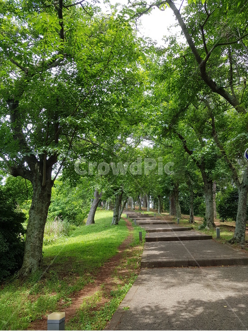 제주,사라봉,산책길,등산로,자연,nature,하늘,sky,나무,tree,숲,forest
