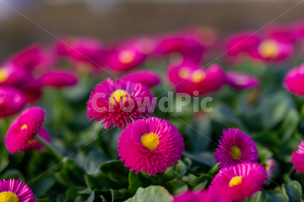 봄,봄꽃,자연,식물,분홍꽃,분홍색,노랑색,꽃,식물,자연,plants,nature,꽃,flower