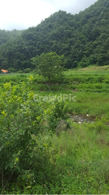 자연,할머니집,시골,숲,풀,풍경,자연,풍경,nature,landscape,grassland,목초지,outdoors,옥외,field,들