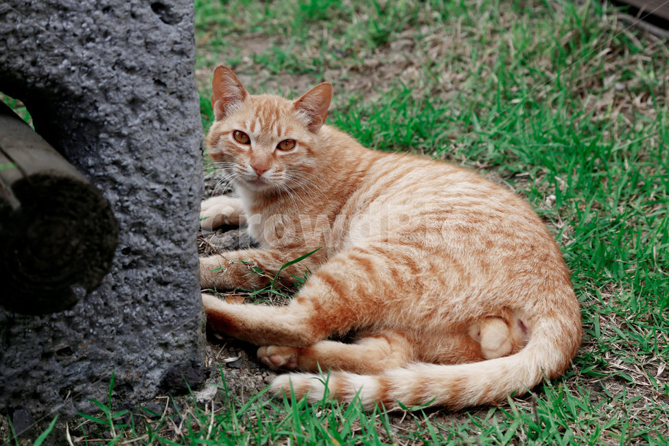 고양이,길고양이,키티,냥이,길냥이,cat,kitty,코리안숏헤어,코숏