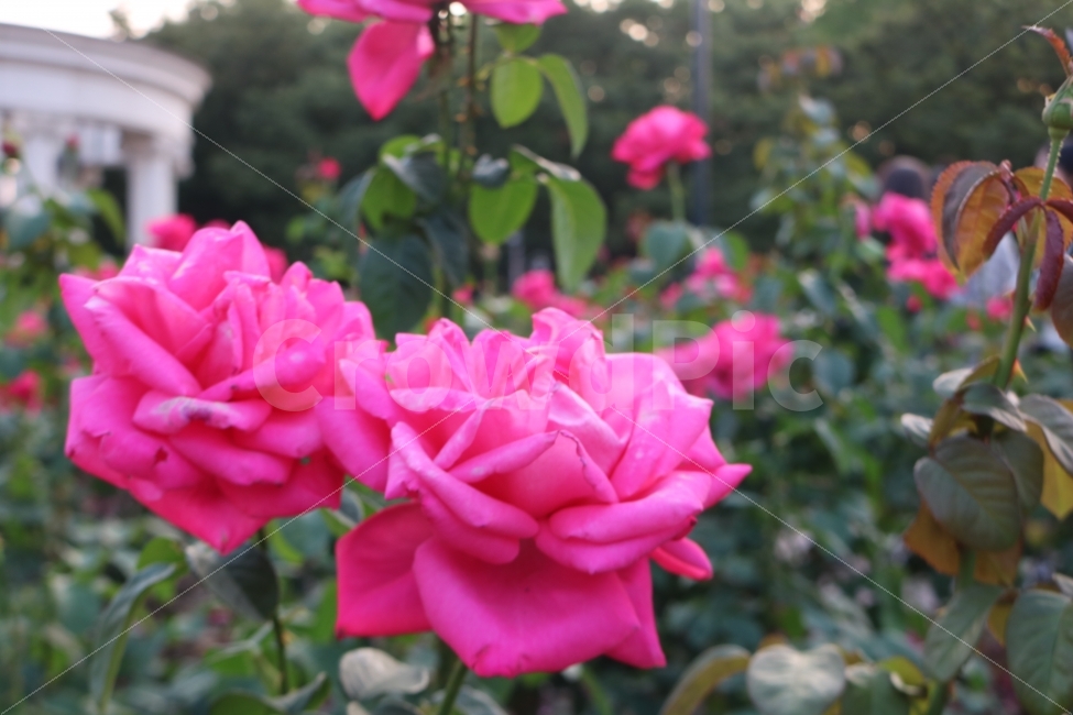 자연,꽃,식물,힐링,장미,식물,자연,plants,nature,꽃,flower