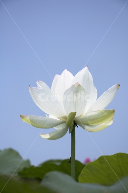 연꽃,연,연잎,수련,꽃,사진,단독사진,디자인,소스,포토,사진자료,배경,배경사진,백그라운드,한국,동양,아시아,전통,풍경,자연,환경,실외,낮,아침,식물,봉오리,꽃봉오리,잎,꽃잎,6월,7월,여름꽃,꽃밭,아웃포커스,접사,근접,여름,녹색,야외,연꽃밭,핑크,분홍,빨강,빨간색,하얀색,레드,화이트,푸른하늘,파란하늘,식물,자연,plants,nature,꽃,flower