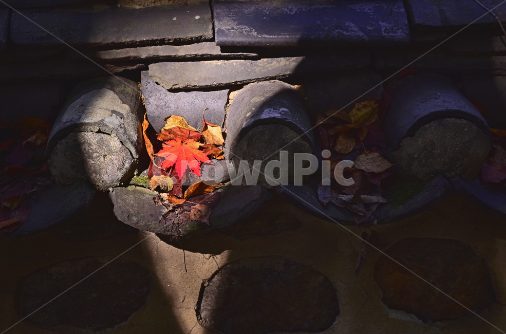 가을,한국전통,기왓장,담장,울타리,단풍잎,잎새,이파리,잎사귀,메이플,maple,autumn,fall,background,outdoor,옥외,야외,햇살,낙엽,leaf,가을감성,가을분위기,가을배경,가을서정,계절,시즌,season,빈티지,오래된,vintage,빛,명암,포인트,그림자,point,느낌,필링,감성사진,feeling,sensibleeomtional,분위기,색감,가을,계절,fall,autumn,season,잎,plant,식물,tree,나무