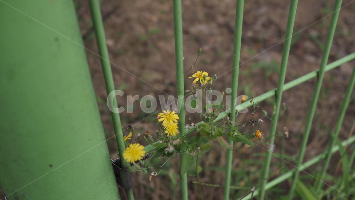 야생화,꽃,야생식물,wildflower,flower,식물,자연,plants,nature,꽃,flower