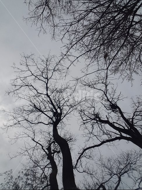 나무,나뭇가지,흐린하늘,겨울나무,앙상한가지,자연,풍경,nature,landscape,tree,plant,식물,tree trunk,나무 줄기,silhouette,실루엣