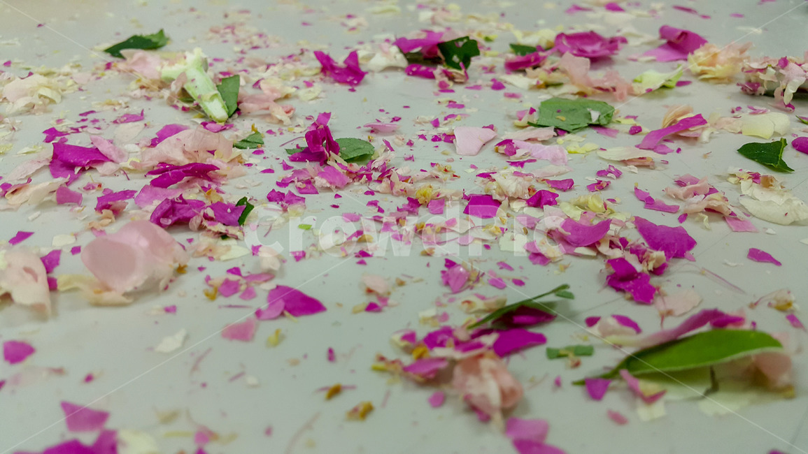 꽃,꽃잎,흐트러진꽃잎,액화질소꽃,flower,sctteredflower