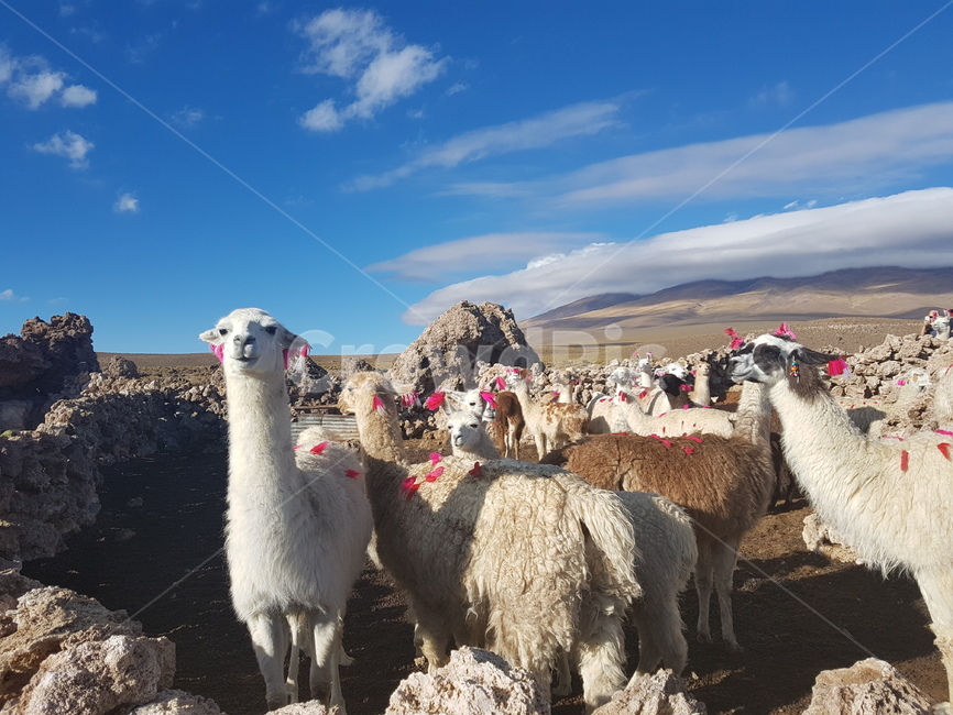 남미,라마,lama,볼리비아,동물