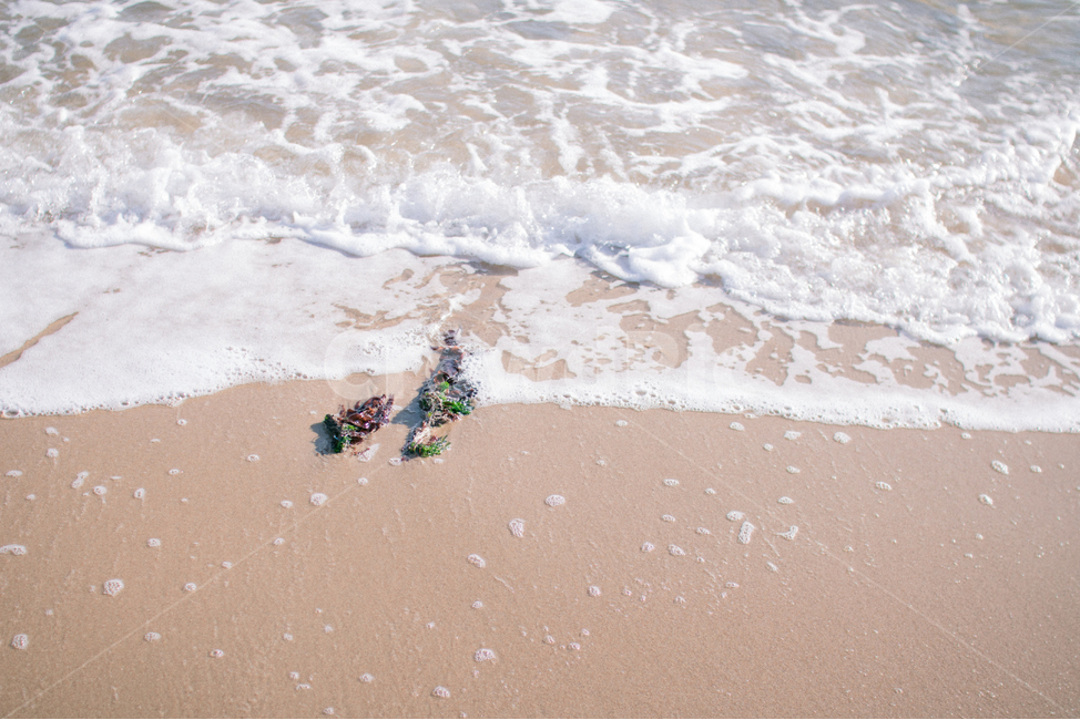 바다,모래,모래사장,미역,조개,해변,바다,beach,sea