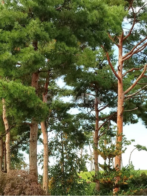 tree,소나무,나무,상록교목,솔나무,송목,적송,육송,송유송,여송,자송,청송,식물,plant