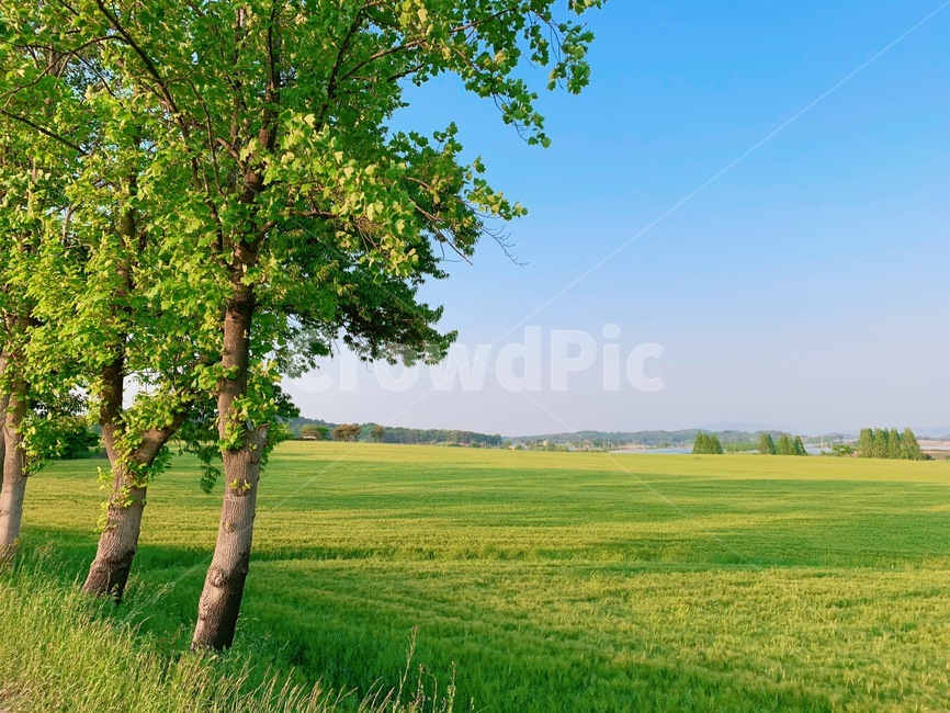 들판,시골,평화로운,peace,나무,청보리밭,자연,풍경,nature,landscape,한국자연풍경,한국자연경관,korea nature landscape,plant,식물,tree,tree trunk,나무 줄기,grass,잔디