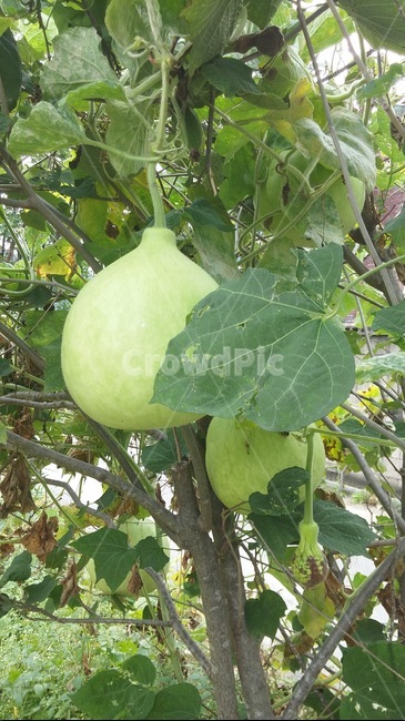 식물,음식,씨,가을,gourd,박,plant,food,열매,seed