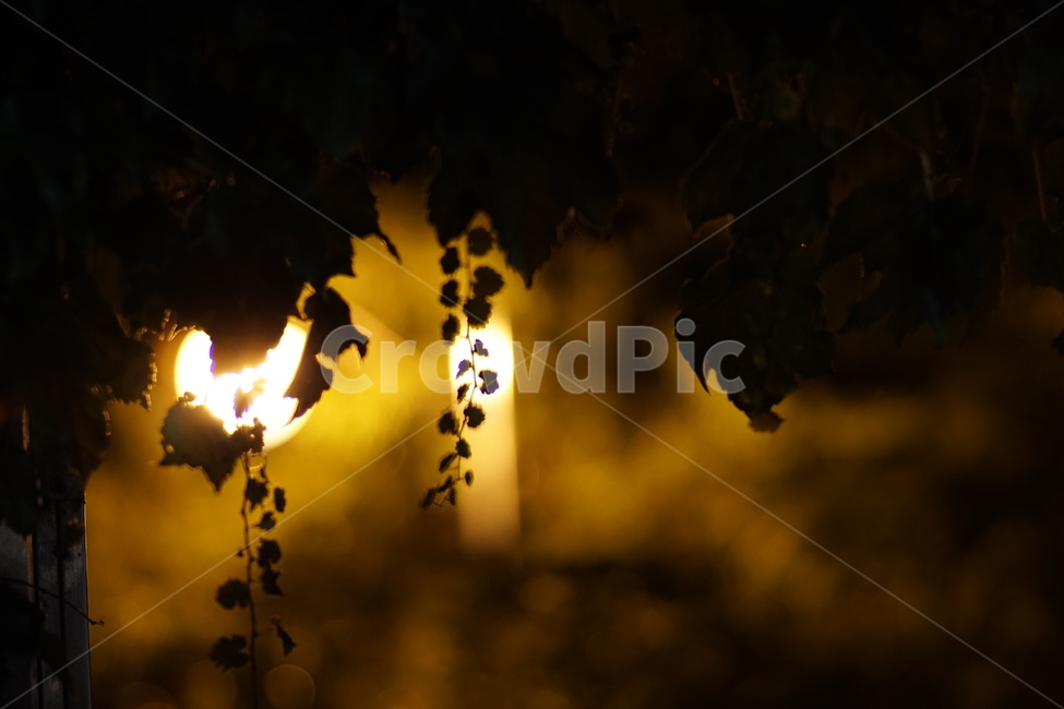 flare,플레어,light,빛,가로등,불빛,야경,달빛,식물,자연,plants,nature